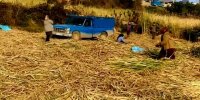 نیشکر؛ صنعت سبز و شیرین در منطقه کوهساران قائم‌شهر
