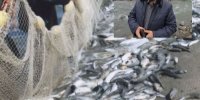 پرورش ۲۰۰۰ تن ماهی گرمابی  سردآبی  وخاویاری درشهرستان لنگرود