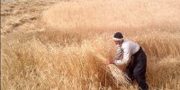 ۶۱ درصد کشاورزان برگزیده تحصیلات فوق‌دیپلم به بالا دارند