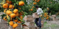 صادرات ۲۵ هزار تنی کیوی و ۳۵ هزار تنی مرکبات مازندران به بازارهای جهانی