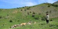نیم درصد از مراتع کشور در مازندران وجود دارد