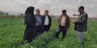 علف های هرز آفت سن و زنگ گندم تهدیدی  برای مزارع