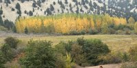 جنگل زربین کجور ذخیره‌گاه زیبا و منحصر به فرد است