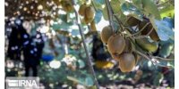 صادرات ۶۰ هزار تن مرکبات مازندران به خارج از کشور