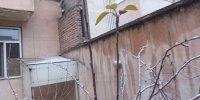 برگهای استوار در درخت در برف زمستان