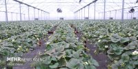سرمایه‌گذاری ۴ هزار میلیاردی برای اجرای پروژه‌های کشاورزی مازندران