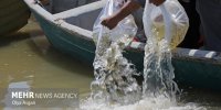 رهاسازی۲۰ هزار بچه ماهی خاویاری در جویبار