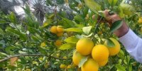 صدور ۴۴ تن مرکبات از استان مازندران
