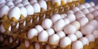 قیمت تخم مرغ درب واحدهای تولیدی به ۱۱۰ هزار تومان رسید