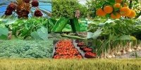 تحقق تولید ۱۶۰ میلیون تنی محصولات کشاورزی با مدیریت مصرف آب