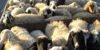 مهار ۲۳۴ رأس دام قاچاق در پیرانشهر