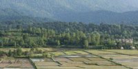 خوشه دهی ۲۰ هزار هکتار از شالیزارهای بابل
