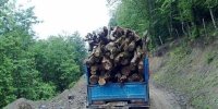 دستگیری قاچاقچیان چوب در مازندران با دوربین تله ای