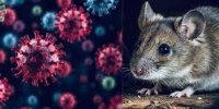 هانتا ویروس چیست و راه های انتقال آن چگونه است؟