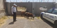 امانتدار جاده ها؛ برگشت ۳ راس گوسفند زنده به صاحبش توسط مامور پلیس راه پاکدست