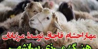 مهار ۶۰۴ راس احشام قاچاق توسط مرزداران هنگ پیرانشهر