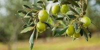 ۵۰ درصد زیتون کشور در زنجان تولید می شود
