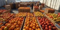 آغازرزمایش ملی پایش زنجیره کشاورزی/ شبکه نظارت بر آفت‌کش‌ها و قرنطینه متمرکز می‌شود