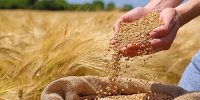 امسال ظرفیت داخلی پاسخگوی نیاز گندم کشور خواهد بود