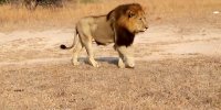 نبرد شیرها از نمای نزدیک