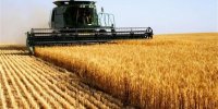 خودکفایی گندم وشکر  ازخروج ۳میلیارد دلار ارز از کشور  جلوگیری کرد