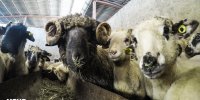 ورود اولین محموله دام زنده با کشتی/ واردات ٩٠ هزار رأس گوسفند