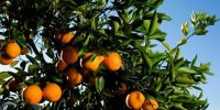 نیازی به واردات نارنگی نداریم/رشد ۷ درصدی تولید کیوی