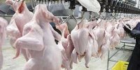 توزیع روزانه ۱۳۰۰ تن گوشت مرغ در تهران/هر کیلو ۱۰هزار و ۵۰۰تومان