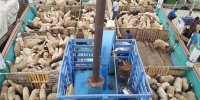 آغاز عملیات تخلیه دام های رومانیایی از کشتی/٥٠ هزار راس وارد شد