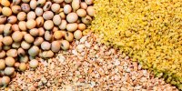 آغاز توزیع ۱۰۰ هزارتن کنجاله سویا از امروز در سراسر کشور