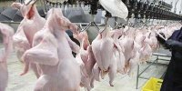 عرضه مرغ تنظیم بازاری همچنان ادامه دارد/کاهش قیمت در بازار