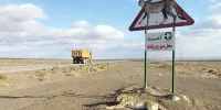 از روی حیات وحش یزد مثل آب خوردن می‌گذرند!