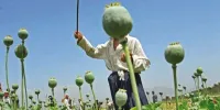 بازگشت به خشخاش‌زار ؟