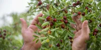 استارتاپی به رنگ عناب