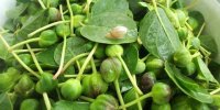 خواص ضدسرطانی گیاهی فراوان ولی ناشناخته