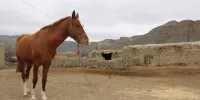 خاطراتی از وفاداری یک اسب