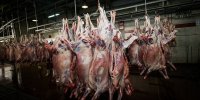 قاچاق 2 میلیاردی گوشت قرمز در میامی