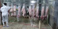 رفع مشکل متروکه شدن 70 کانتینر گوشت وارداتی در گمرک