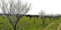 مراسم جشن روز درختکاری در منطقه ۷ برگزار می‌شود