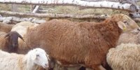 گلستان یکی از استان‌های پیشرو در زمینه اصلاح‌نژاد است/ تغذیه دام‌ها باید مدیریت شود