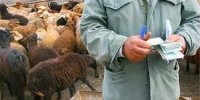 دستگیری 2 نفر برای حمل غیرمجاز 40راس گوسفند در خراسان‌شمالی