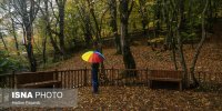 آیا جنگل‌های شمال کشور تا ۳۰ سال آینده نابود می‌شوند؟