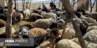 کشف دام های میلیاردی در فاروج