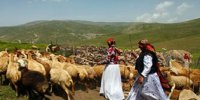 ممانعت برخی افراد از ورود دام عشایر استان سمنان به مراتع/سازمان جنگل‌ها ورود نکرده است