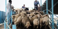 ترخیص ۱٣٨٠٠ رأس دام زنده رومانیایی از گمرک بندر امام