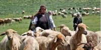جزئیات هویت‌دار کردن دام‌ها/ فرصت یک ساله پلاک‌گذاری دام‌های سبک