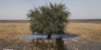 سیلاب بالغ بر ۱۲۰۰ میلیارد ریال به بخش کشاورزی دزفول خسارت زد