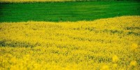 طرح کاهش ۵۰ درصدی وابستگی کشور به واردات دانه‌های روغنی