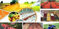 اتاق اصناف کشاورزی بزودی تشکیل می شود