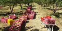 تاخیر در تخلیه سیب‌های تنظیم بازار شب عید